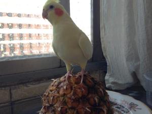 Nimfa papillera cariñosa lutino нимфа корелла