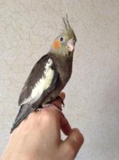 Nimfa papillera macho корелла нимфа ручная