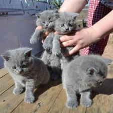 Британские короткошерстные котята BHK продаются