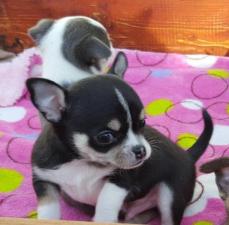 Cachorros de chihuahua muy cariñosos.