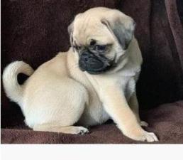 Preciosos cachorros Pug de 12 semanas