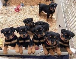 Cachorros Rottweiler con pedigrí
