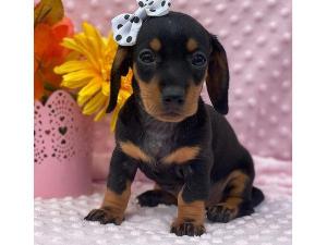 Прекрасные щенки текле