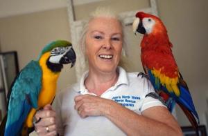 Птенцы ара, какаду и конголезских африканских серых попугаев, выращенные вручную.mn