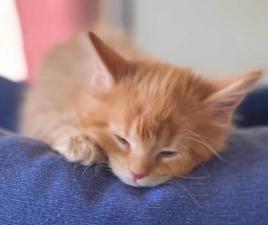 ???????? Самые ласковые и ручные котята , породы Мейн Кун  , с отличной родословной Мировых Чемпионов ????????